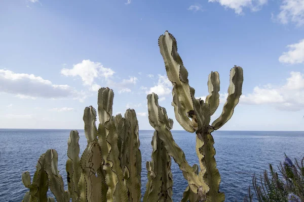 Portekiz Madeira Adası Ndaki Funchal Batısındaki Camara Lobos Kasabasındaki Doğa — Stok fotoğraf