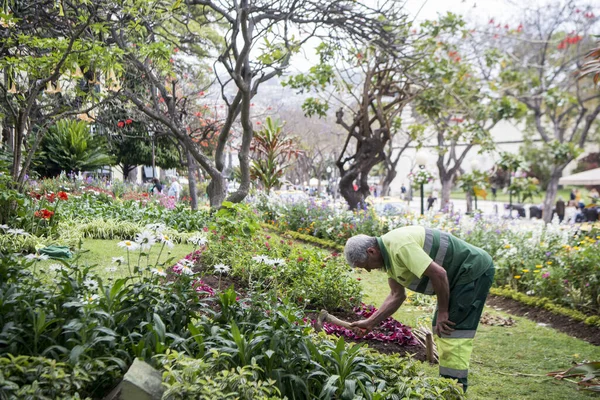 Municipalité Jardim Avenue Arriaga Dans Centre Ville Funchal Sur Île — Photo