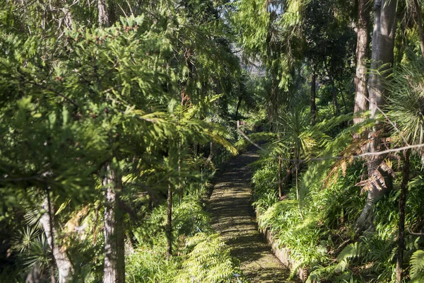 Jardim Tropical Tropical Garden Центре Фуншала Острове Мадейра Португалии Португалия — стоковое фото