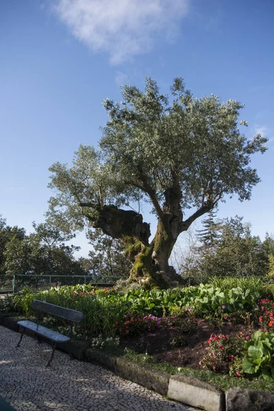 Jardim Tropical Tropical Garden City Centre Funchal Island Madeira Portugal — Stock Photo, Image