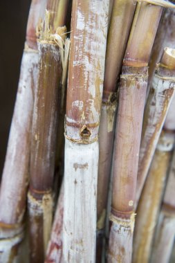 Portekiz 'in Madeira Adası' ndaki Funchal 'ın merkezindeki avenida Arriaga' daki Jardim Belediyesi 'nde şeker kamışı. Portekiz, Madeira, Nisan 2018