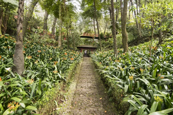 Jardín Tropical Tropical Jardín Centro Ciudad Funchal Isla Madeira Portugal — Foto de Stock