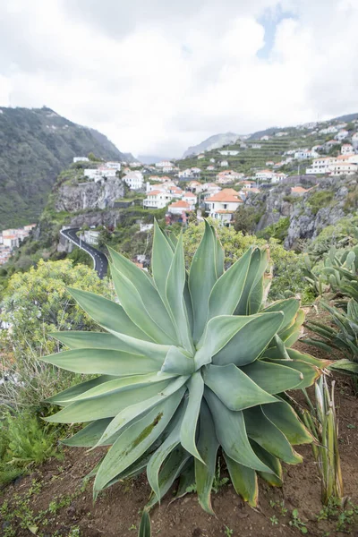 Krajina Blízkosti Města Ponta Sol Západně Funchalu Ostrově Madeira Portugalska — Stock fotografie