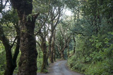 Portekiz 'in Madeira Adası' ndaki Madeira 'nın ortasındaki Queimadas Doğal Parkı' nda bir yürüyüş yolu. Portekiz, Madeira, Nisan 2018