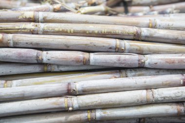 Portekiz 'in Madeira Adası' ndaki doğu Madeira sahilindeki Porto da Cruz 'daki Rum Fabrikası' nda bir kamyonda şeker kamışı. Portekiz, Madeira, Nisan 2018