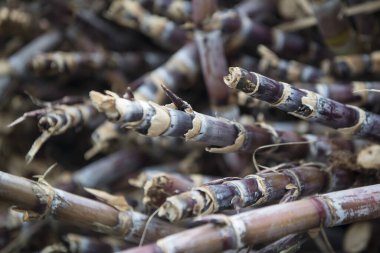 Portekiz 'in Madeira Adası' ndaki doğu Madeira sahilindeki Porto da Cruz 'daki Rum Fabrikası' nda bir kamyonda şeker kamışı. Portekiz, Madeira, Nisan 2018