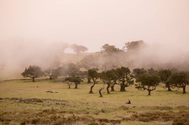 Portekiz 'in Atlantik Okyanusu' ndaki Madeira Adası 'ndaki Ribeira da Janela dağlık arazisindeki Dağ yolu manzarası. Madeira, Porto Moniz, Nisan 2018