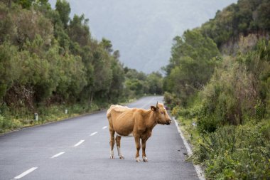 Portekiz 'in Atlantik Okyanusu' ndaki Madeira Adası 'ndaki Ribeira da Janela dağlık arazisindeki dağ yolunda bir inek. Madeira, Porto Moniz, Nisan 2018