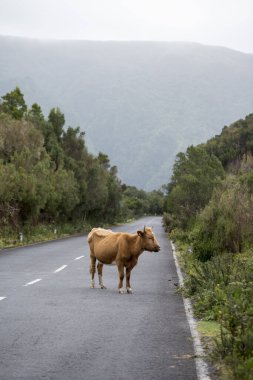 Portekiz 'in Atlantik Okyanusu' ndaki Madeira Adası 'ndaki Ribeira da Janela dağlık arazisindeki dağ yolunda bir inek. Madeira, Porto Moniz, Nisan 2018