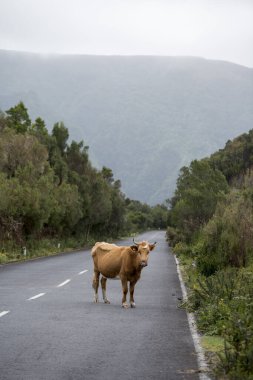 Portekiz 'in Atlantik Okyanusu' ndaki Madeira Adası 'ndaki Ribeira da Janela dağlık arazisindeki dağ yolunda bir inek. Madeira, Porto Moniz, Nisan 2018
