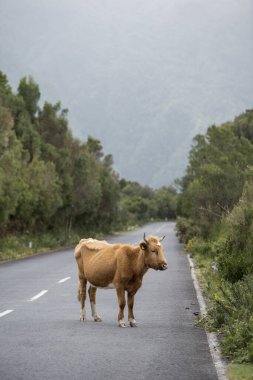 Portekiz 'in Atlantik Okyanusu' ndaki Madeira Adası 'ndaki Ribeira da Janela dağlık arazisindeki dağ yolunda bir inek. Madeira, Porto Moniz, Nisan 2018