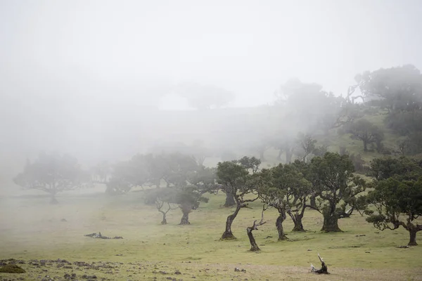 Landskapet Vid Bergsvägen Vid Ribeira Janelas Högland Madeira Portugals Atlanten — Stockfoto