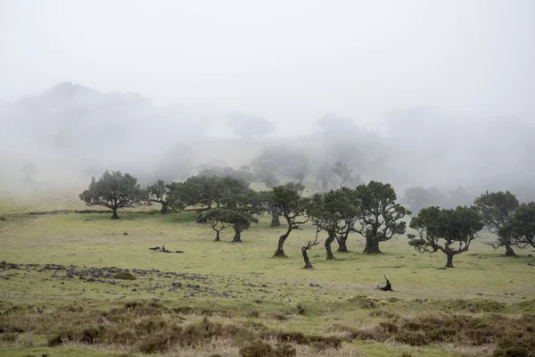 Landskapet Vid Bergsvägen Vid Ribeira Janelas Högland Madeira Portugals Atlanten — Stockfoto