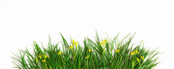 Fresh young green grass with yellow wild flowers isolated on a white background. Copy space. Banner.