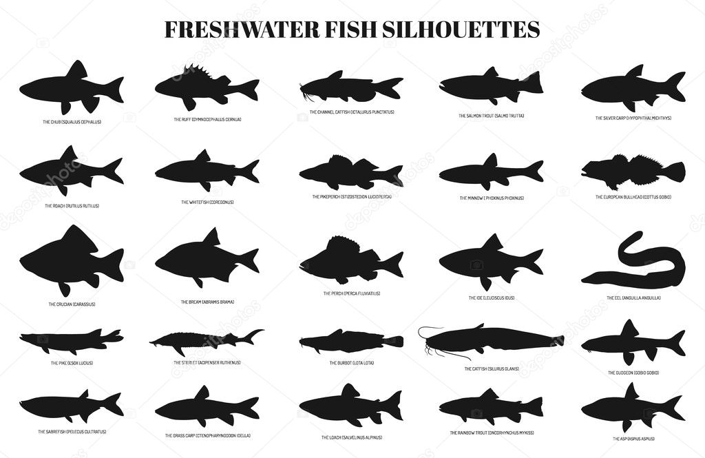 freshwater fishes silhouettes