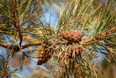 kozalaklı çam dalı
