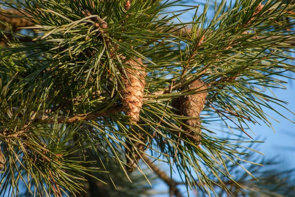 Ramo de pinheiro com cones — Fotografia de Stock