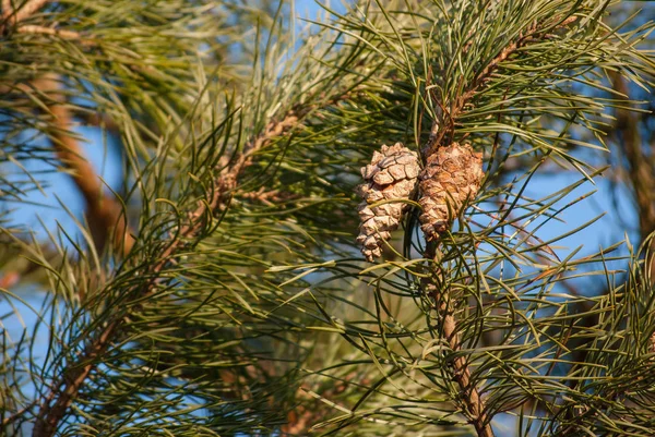 Pine branch with cones — Stock Photo, Image