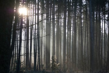 Çam ormanında sakin sabah