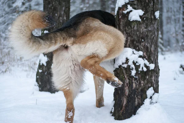 Dog peeing on a tree — Stock Image Dog peeing on a tree Royalty Free Stock Images