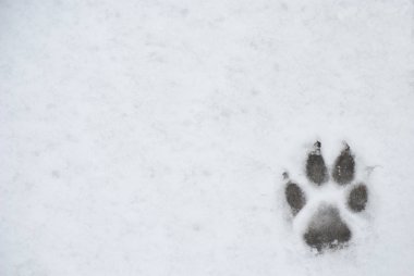 Köpek ayak basmak bir karda
