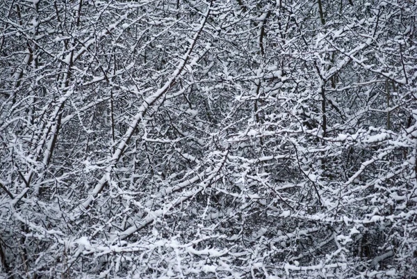Patrón de fondo en contraste de ramas desnudas cubiertas de nieve — Foto de Stock