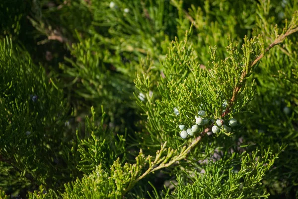 Ginepro primaverile, rami con bacche — Foto Stock