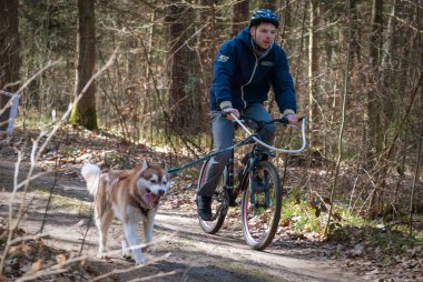 Husky ile bisikletçi ezme