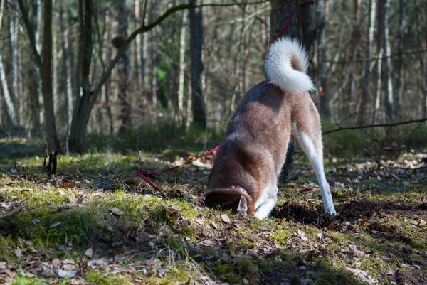 Husky-Hund gräbt ein Loch — Stockfoto