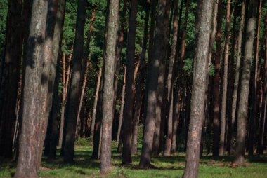 sık çam ormanı portre