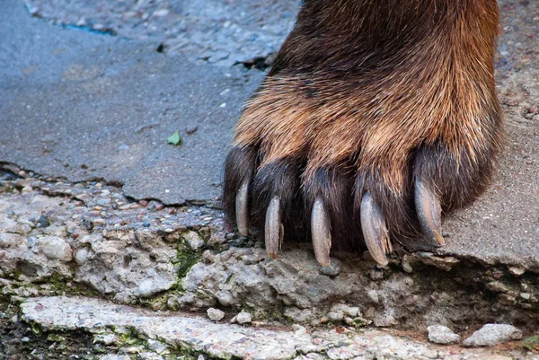 Bear paw closeup