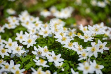 Bahar bloom ahşap anemon closeup fotoğraf