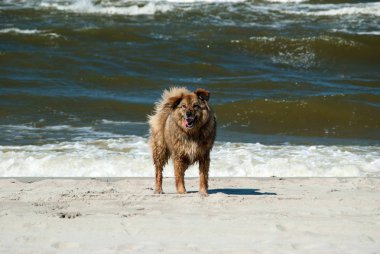 köpek deniz ile sahilde sörf üzerinde arka plan