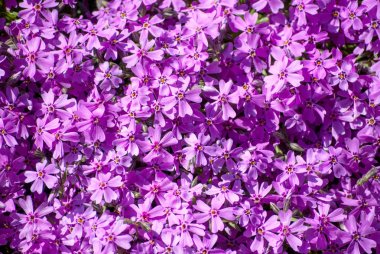 Solid carpet of a blooming lilac periwinkle clipart