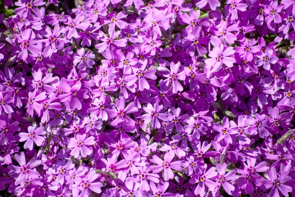 Effen tapijt van een bloeiende lila maagdenpalm — Stockfoto