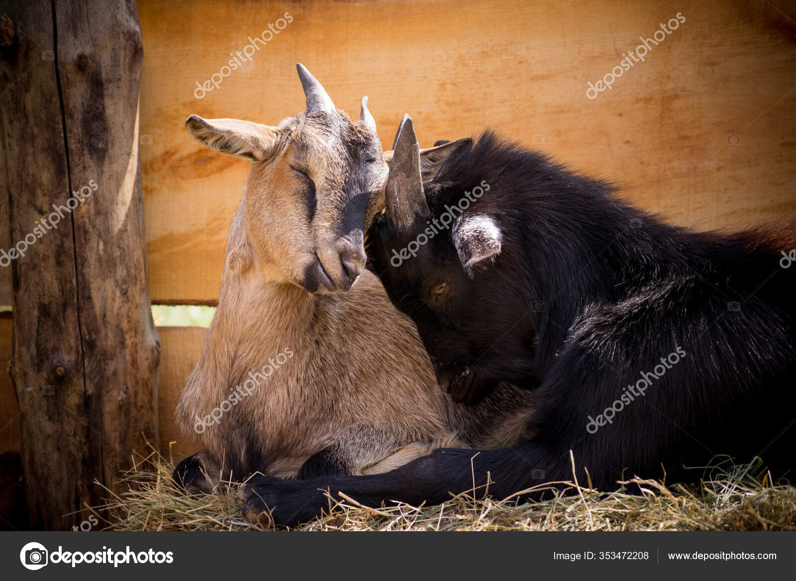 Zwei Susse Ziegen Die Sich Umarmen Stockfoto C Sabbra Cadabra