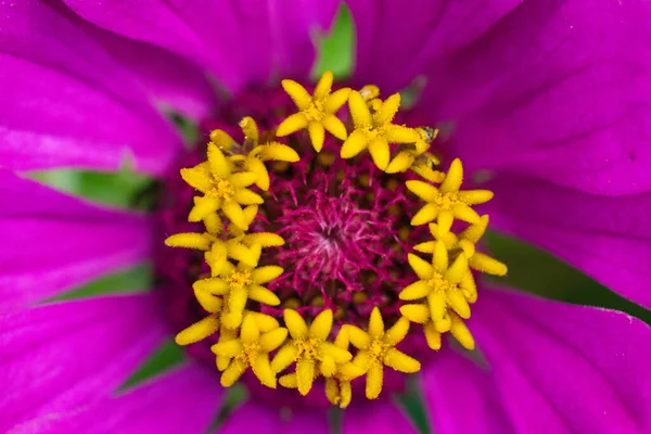 Centrum van een paarse zinnia, macro foto — Stockfoto