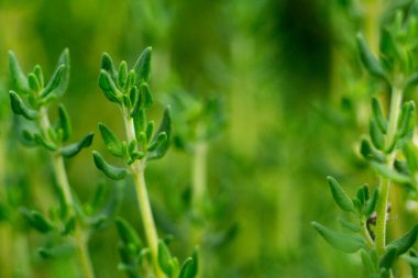 yeşil arkaplan ve bir kekik yakın çekim dalları