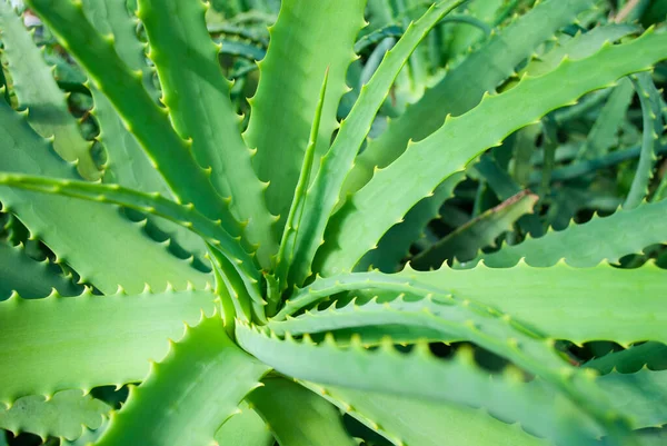 Centro de la planta de aloe, foto de cerca — Foto de Stock