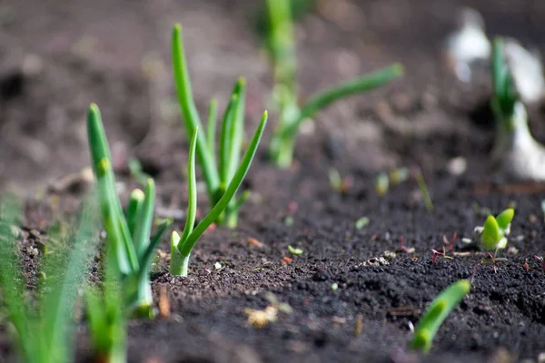 Shoots of young onions in the garden — Stock Photo, Image