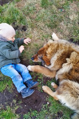 Yürüyen çocuk ve bir köpek çimenlerde birlikte oynuyorlar.