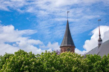 Brick Gotik tarzı Katedral. Çiçekli kestane ağaçlarının tepesindeki kuleye bak.
