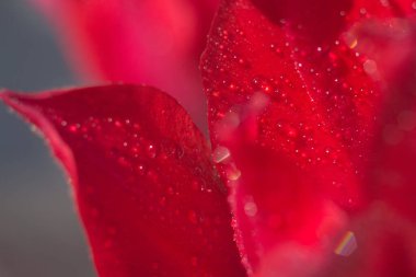 Yakın plan lale yaprağı çiğ tanesiyle ıslanmış.