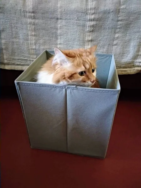 Cat Box — Stock Photo, Image