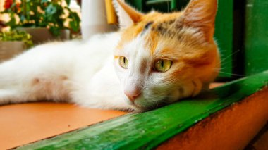 Kedi yeşil ahşap kapı çerçevesine yaslanıyor.