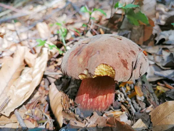 Champignon Comestible Automne Boletus Edulis — Photo