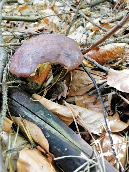 Belo Cogumelo Outono Que Cresce Floresta — Fotografia de Stock