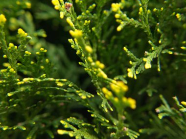 Güneşli bir yerde, bahçede büyüyen güzel bir bahar thuja 'sı.