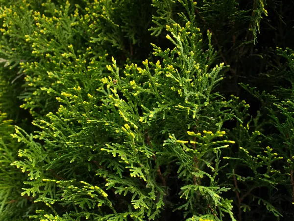 Piękne Wiosenne Thuja Rośnie Ogrodzie Słonecznym Miejscu — Zdjęcie stockowe