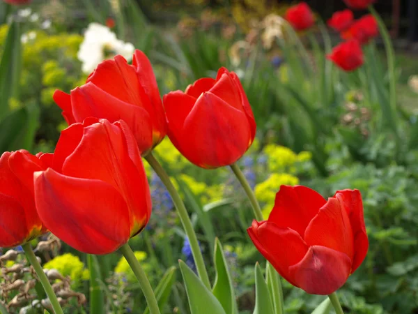 Beautiful Blooming Spring Tulip Flowers Sunny Place — Stock Photo, Image